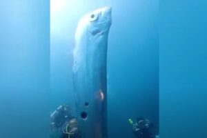 海中を泳ぐ「リュウグウノツカイ」、台湾でダイバーが撮影に成功【動画】