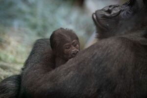オスと思われていたゴリラが出産、動物園のスタッフもびっくり