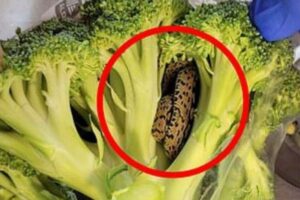 スーパーで購入したブロッコリーからヘビ、発見者も驚愕【イギリス】
