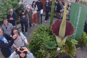 腐った肉のような臭いを放つ「死体花」、開花を迎え注目が集まる