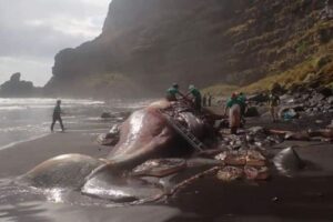 スペインに打ち上げられたクジラから、7900万円相当の「アンバーグリス」を発見