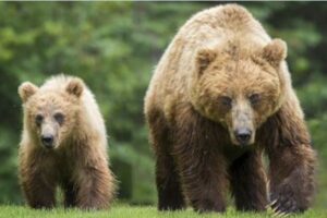 人を殺したクマ、裁判所が殺処分を保留すると決定【イタリア】