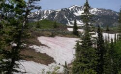 山での不思議な現象「ウォーターメロン・スノー」、雪の表面がピンク色に染まる