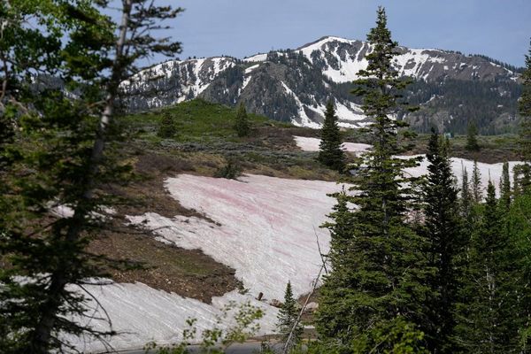 山での不思議な現象「ウォーターメロン・スノー」、雪の表面がピンク色に染まる
