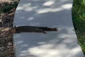 「暑くてたまらん…」灼熱の気温でリスも路上で「溶けて」しまう