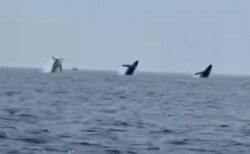 3頭の巨大なクジラが、同時に海面からジャンプ！貴重映像を撮影