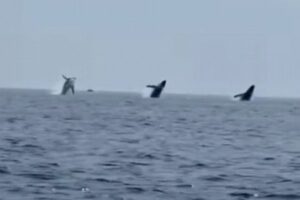 3頭の巨大なクジラが、同時に海面からジャンプ！貴重映像を撮影