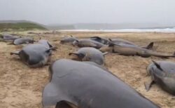 スコットランドでクジラが大量死、55頭が海岸に漂着
