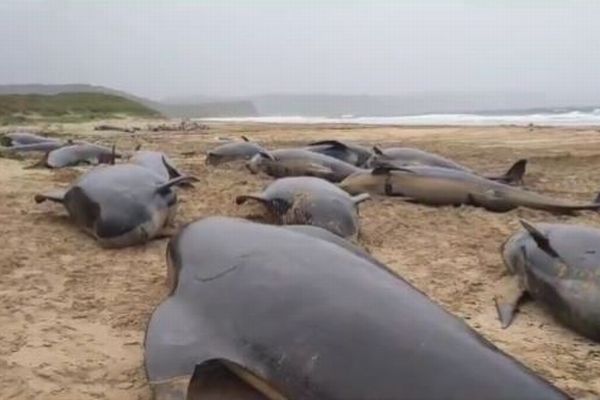 スコットランドでクジラが大量死、55頭が海岸に漂着