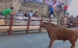 スペインのイベントで、牛が塀を乗り越え観客を襲撃【動画】