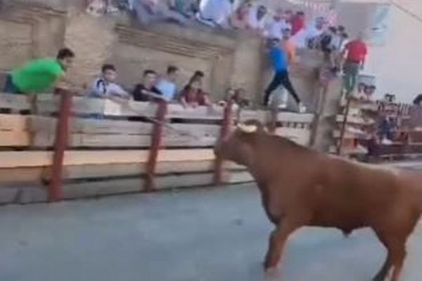 スペインのイベントで、牛が塀を乗り越え観客を襲撃【動画】