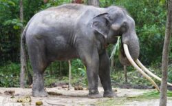 スリランカに贈られたゾウ、虐待疑惑からタイへ帰国を果たす