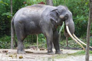 スリランカに贈られたゾウ、虐待疑惑からタイへ帰国を果たす