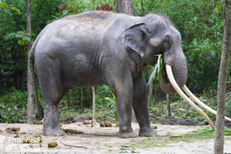 スリランカに贈られたゾウ、虐待疑惑からタイへ帰国を果たす