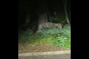 ドイツでライオンが逃走中？目撃者が携帯で撮影【動画】