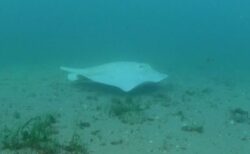 オーストラリアの海で、非常に珍しい真っ白なエイを目撃【動画】