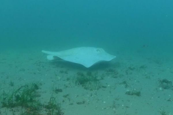 オーストラリアの海で、非常に珍しい真っ白なエイを目撃【動画】