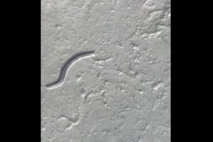 永久凍土に閉じ込められていた線虫、4万6000年の眠りから目覚める