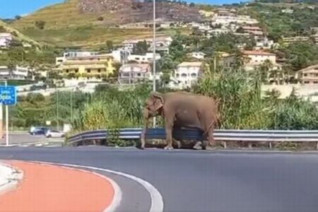 イタリアでゾウが逃走、車で通りかかった人々もびっくり【動画】