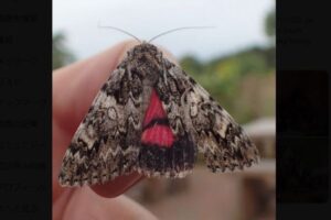 19世紀以来、確認されていない珍しい蛾、イングランド中部で発見