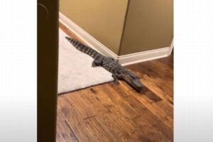 家の中に小さなワニ、引っ越してきたばかりの夫婦もびっくり！