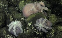 海底2700mの深海にタコの「保育所」が存在、孵化する瞬間も目撃