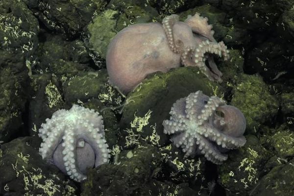 海底2700mの深海にタコの「保育所」が存在、孵化する瞬間も目撃