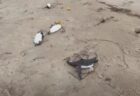 南米・ウルグアイの浜辺に、2000羽のペンギンの死骸が漂着