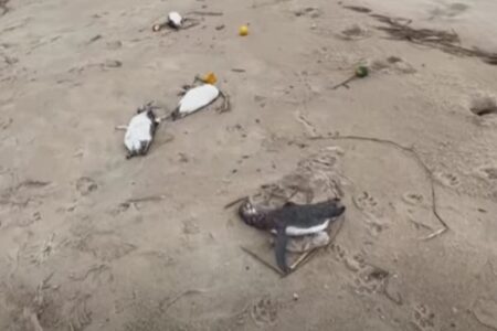 南米・ウルグアイの浜辺に、2000羽のペンギンの死骸が漂着