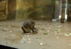 動物園の猿が死んだ自分の子を食べる様子、初めて撮影される