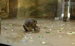 動物園の猿が死んだ自分の子を食べる様子、初めて撮影される
