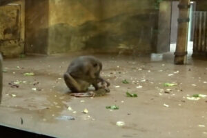 動物園の猿が死んだ自分の子を食べる様子、初めて撮影される