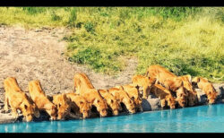 川岸に20頭のライオンが並んで水を飲む、その様子が壮観だと話題に