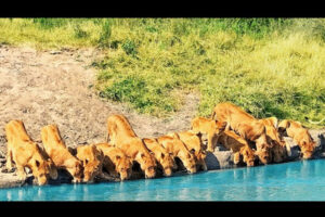 川岸に20匹のライオンが並んで水を飲む、その様子が壮観だと話題に