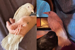 コネチカット州で白いカラスが見つかった、遺伝子異常のアルビノ