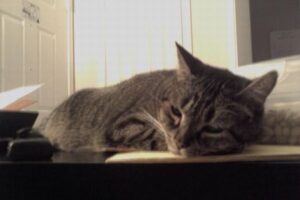 キプロスで猫コロナウイルスが蔓延か？数千匹が死亡と推定