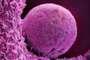 異常に進化した新型コロナの変異株、インドネシアで検出