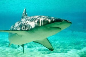 海に投棄された麻薬をサメが摂取？「コカイン・シャーク」の行動とは？