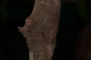 どこにいるか、分かる？見事にカモフラージュするヤモリの新種を特定