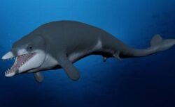 エジプトで発見された小型のクジラの化石、新種と判明