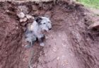 ドイツで活躍する「考古犬」、遺跡発掘で研究者のお手伝い