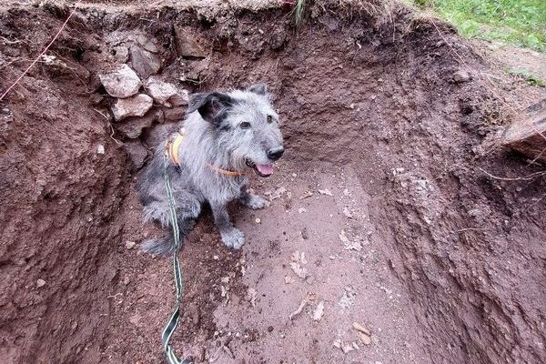 ドイツで活躍する「考古犬」、遺跡発掘で研究者のお手伝い