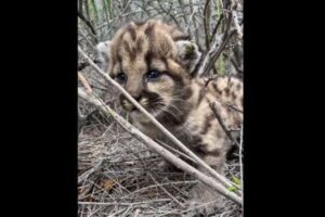 マウンテンライオンの赤ちゃんを撮影、しっかり威嚇する様子も可愛い！【動画】