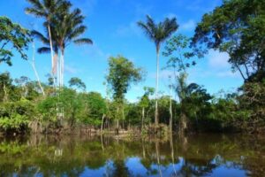 アマゾンの森林伐採、昨年に比べ60％も減少【ブラジル】