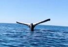 クジラが「逆立ち」、海面に尾びれを突き出したまま動かず【動画】