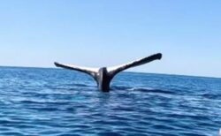 クジラが「逆立ち」、海面に尾びれを突き出したまま動かず【動画】