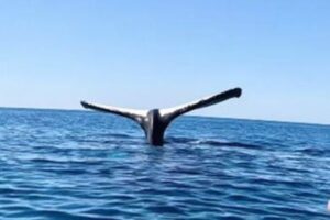 クジラが「逆立ち」、海面に尾びれを突き出したまま動かず【動画】