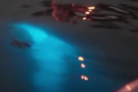 光を発する生物により、イルカが海で幻想的な光景を生み出す【動画】