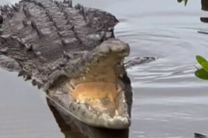 恐ろしいワニが、2度も咳をする瞬間がこちら【動画】