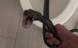 トイレの中に黒いガラガラヘビ、駆除業者が素手でつかむ【動画】